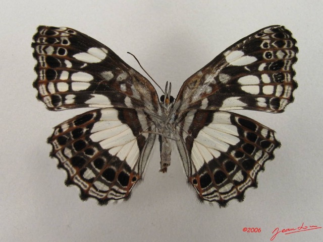 030 Lepidoptera (FV) Nymphalidae Biblidinae Neptidopsis ophione IMG_4901WTMK.JPG