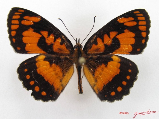 031 Lepidoptera (FD) Nymphalidae Biblidinae Byblia anvatara IMG_4905WTMK.JPG