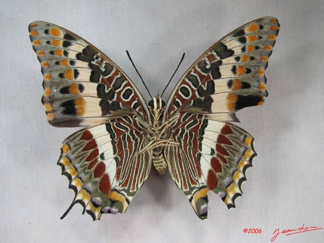 002 Lepidoptera (FV) Nymphalidae Charaxinae Charaxes saturnus IMG_3807WTMK.JPG