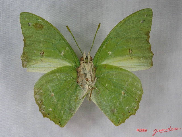 004 Lepidoptera (FV) Nymphalidae Charaxinae Charaxes eupale IMG_3822WTMK.JPG