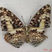006 Lepidoptera (FV) Nymphalidae Charaxinae Charaxes etsipe f IMG_3895WTMK.JPG