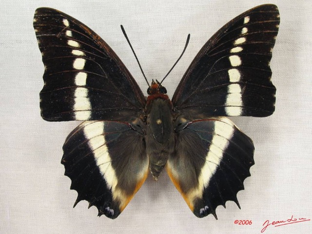 007 Lepidoptera (FD) Nymphalidae Charaxinae Charaxes brutus IMG_3942WTMK.JPG