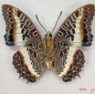 008 Lepidoptera (FV) Nymphalidae Charaxinae Charaxes brutus IMG_3944WTMK.JPG