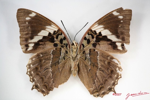 018 Lepidoptera (FV) Nymphalidae Charaxinae Charaxes numenes f IMG_3478WTMK.jpg