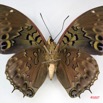 020 Lepidoptera (FV) Nymphalidae Charaxinae Charaxes tiridates m IMG_3473WTMK.jpg