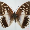 049 Lepidoptera (FD) Nymphalidae Charaxinae Charaxes ameliae f 8EIMG_20854WTMK.JPG