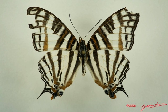 001 Lepidoptera (FD) Nymphalidae Cyrestinae Cyrestris camillus m IMG_3138WTMK