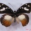001 Lepidoptera (FD) Nymphalidae Danainae IMG_3015WTMK.JPG