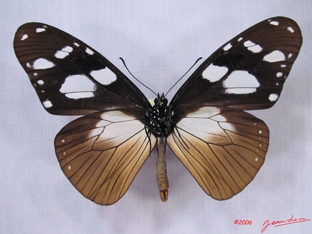 004 Lepidoptera (FV) Nymphalidae Danainae IMG_3021WTMK.JPG