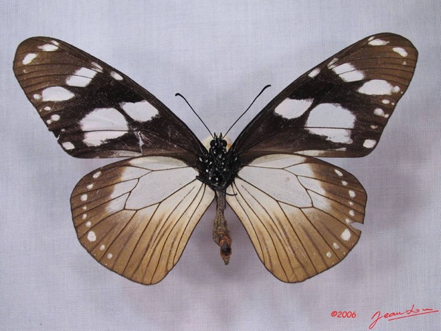 006 Lepidoptera (FV) Nymphalidae Danainae IMG_3023WTMK.JPG