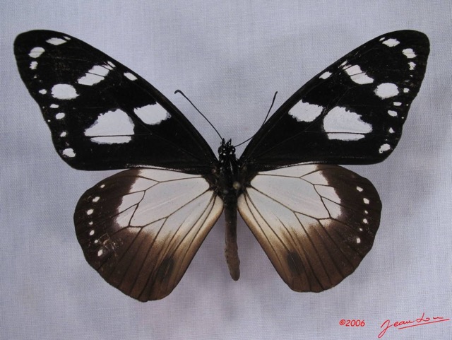 007 Lepidoptera (FD) Nymphalidae Danainae IMG_3253WTMK.JPG