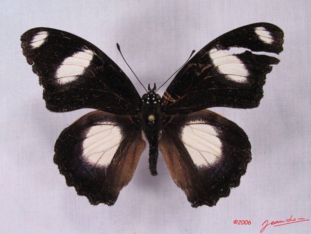 009 Lepidoptera (FD) Nymphalidae Danainae IMG_3471WTMK.JPG