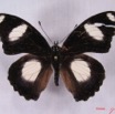 009 Lepidoptera (FD) Nymphalidae Danainae IMG_3471WTMK.JPG