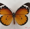 017 Lepidoptera (FD) Nymphalidae Danainae Danaus chrysippus IMG_4463WTMKa.jpg