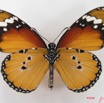018 Lepidoptera (FV) Nymphalidae Danainae Danaus chrysippus IMG_4464WTMKa.jpg