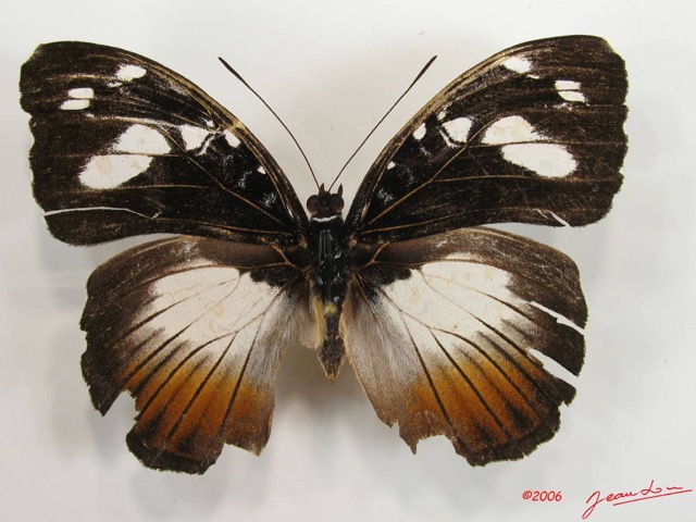003 Lepidoptera (FD) Nymphalidae Limenitidinae Aterica galene f IMG_2612WTMK.JPG
