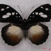 007 Lepidoptera (FD) Nymphalidae Limenitidinae Aterica galene f IMG_3988WTMKa.JPG