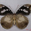 008 Lepidoptera (FV) Nymphalidae Limenitidinae Aterica galene f IMG_3991WTMKa.JPG