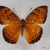 009 Lepidoptera (FD) Nymphalidae Limenitidinae Pseudargynnis hegemone IMG_3811WTMK.JPG
