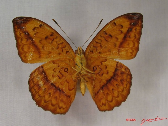 010 Lepidoptera (FV) Nymphalidae Limenitidinae Pseudargynnis hegemone IMG_3812WTMK.JPG