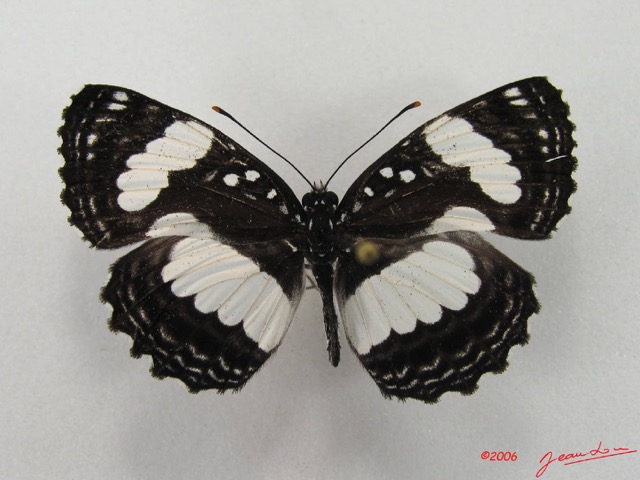 015 Lepidoptera 26 (FD) Nymphalidae Limenitidinae Neptis morosa IMG_4504WTMK.JPG