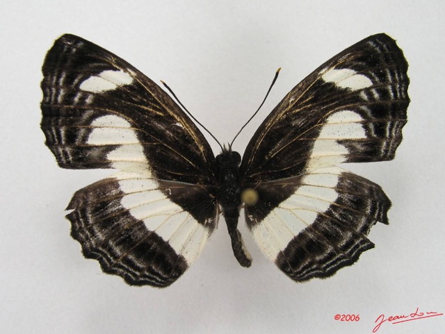 017 Lepidoptera 26 (FD) Nymphalidae Limenitidinae Neptis nemetes IMG_4506WTMK.JPG