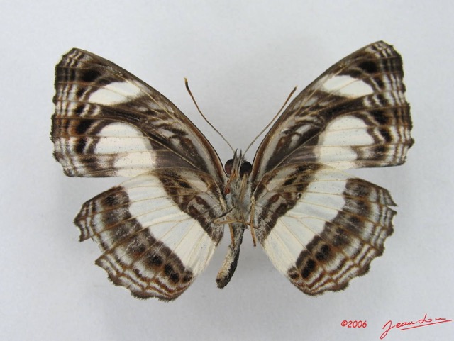 018 Lepidoptera 26 (FV) Nymphalidae Limenitidinae Neptis nemetes IMG_4507WTMK.JPG