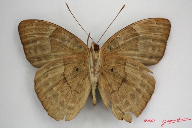038 Lepidoptera (FV) Nymphalidae Limenitidinae Euriphene tadema m IMG_3405WTMK.jpg