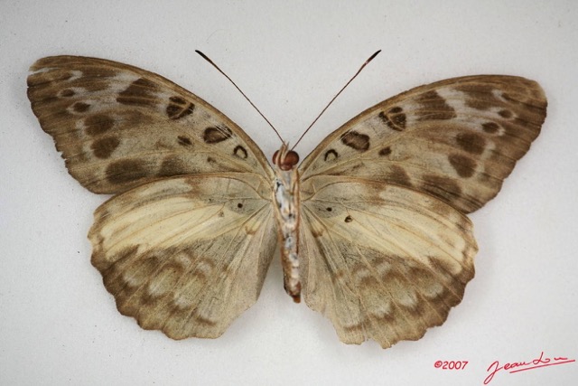 040 Lepidoptera (FV) Nymphalidae Limenitidinae Catuna Angustatum m IMG_4044WTMK.JPG