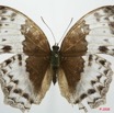 093 Lepidoptera (FD) Nymphalidae Limenitidinae Harma theobene m 8EIMG_20734WTMK.JPG