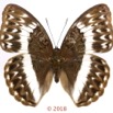 0063 Lepidoptera 140c (FD) Nymphalidae Limenitidinae Cymothoe jodutta F 18E5K3IMG_180211126267_DxOawtmk.jpg