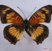 007 Lepidoptera (FD) Nymphalidae Nymphalinae Junonia sophia IMG_3038WTMK.JPG