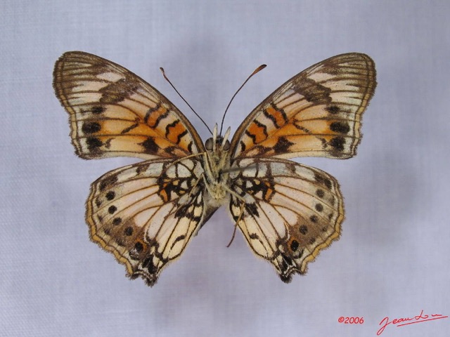 008 Lepidoptera (FV) Nymphalidae Nymphalinae Junonia sophia IMG_3004WTMK.JPG