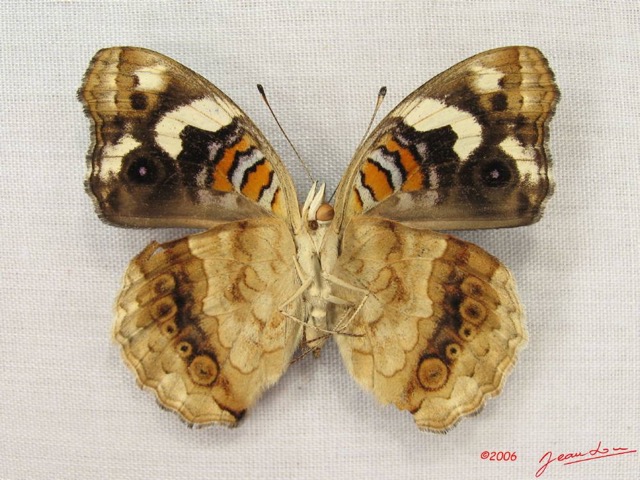 020 Lepidoptera (FV) Nymphalidae Nymphalinae Junonia oenone f IMG_3938WTMK.JPG