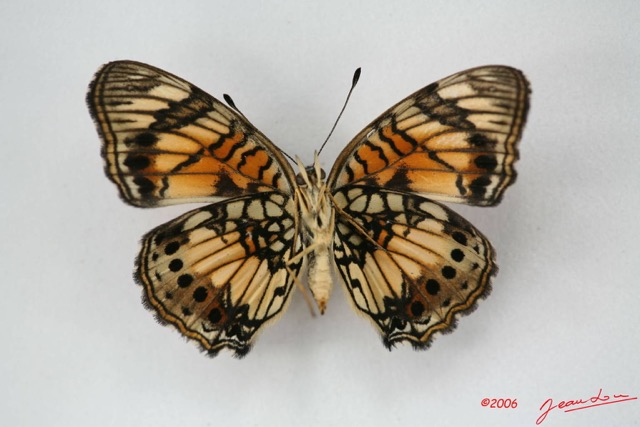 024 Lepidoptera (FV) Nymphalidae Nymphalinae Junonia sophia m IMG_1433WTMK.JPG