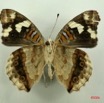 028 Lepidoptera (FV) Nymphalidae Nymphalinae Junonia oenone Oenone f IMG_3087WTMK.JPG