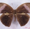 007 Lepidoptera (FD) Nymphalidae Satyrinae Bicyclus medontias IMG_3010WTMK.JPG