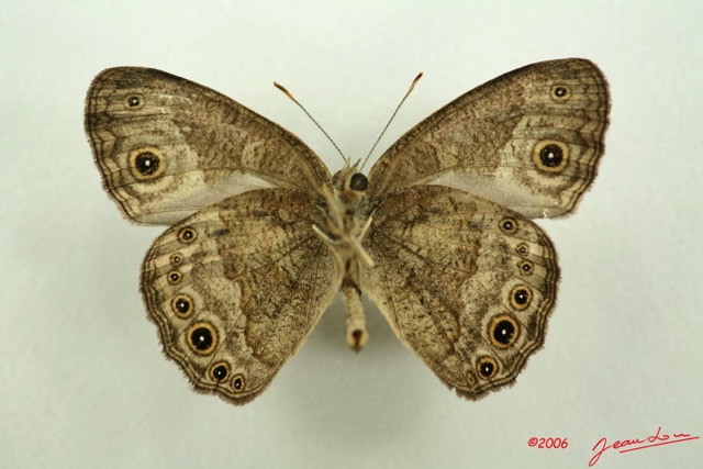 010 Lepidoptera (FV) Nymphalidae Satyrinae Biciclus dorothea IMG_3076WTMK.JPG