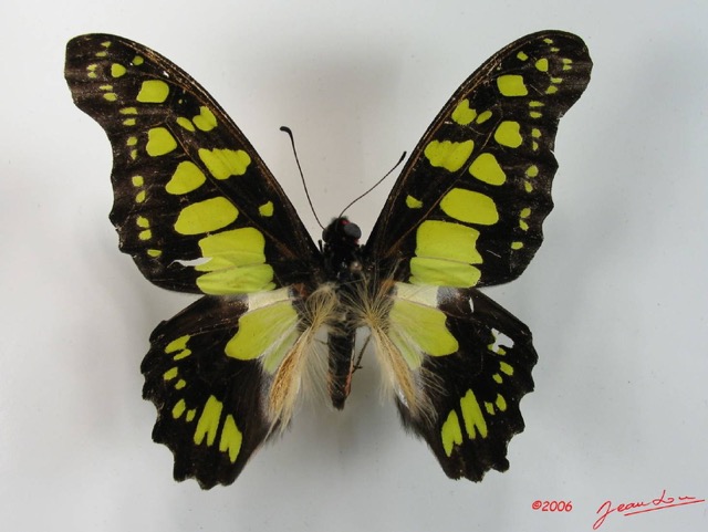 001 Lepidoptere (FD) Papilionidae Graphium tindareus IMG_2052WTMK.JPG