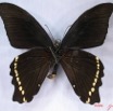 012 Lepidoptere (FV) Papilionidae Papilio nireus nireus IMG_3082WTMK.JPG