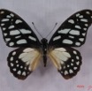 013 Lepidoptere (FD) Papilionidae Graphium leonidas IMG_3268WTMK.JPG