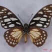 014 Lepidoptere (FV) Papilionidae Graphium leonidas IMG_3269WTMK.JPG