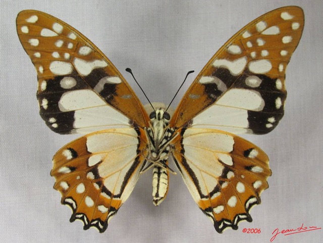 018 Lepidoptere (FV) Papilionidae Graphium angolanus IMG_3721WTMK.JPG