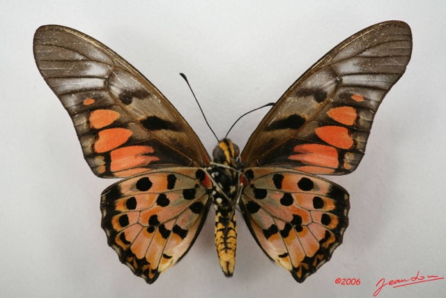026 Lepidoptere (FV) Papilionidae Graphium ridleyanus IMG_1404WTMK.JPG