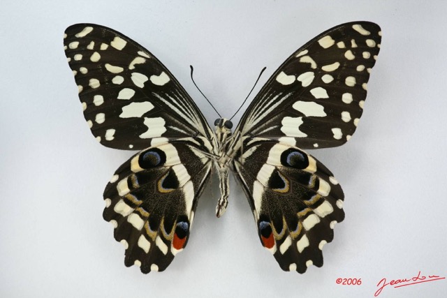 028 Lepidoptere (FV) Papilionidae Papilio demodocus IMG_1707WTMK.JPG