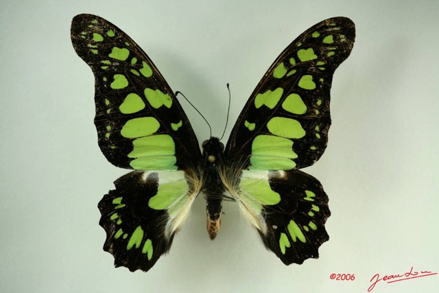 033 Lepidoptere (FD) Papilionidae Graphium tyndareus IMG_3234WTMK.JPG