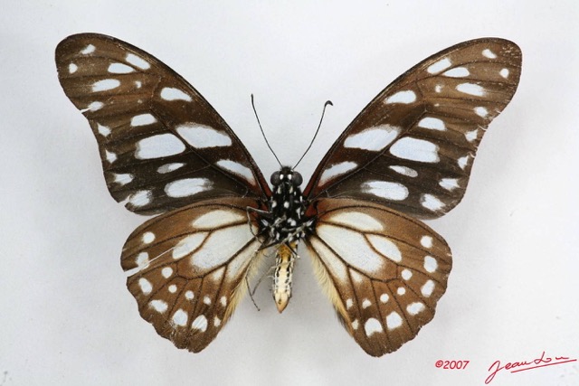 042 Lepidoptere (FV) Papilionidae Graphium leonidas m 7IMG_5847WTMK.JPG