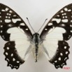 043 Lepidoptere (FD) Papilionidae Graphium angolanus 7IMG_6579WTMK.JPG