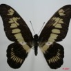045 Lepidoptere (FD) Papilionidae Graphium latreillianus theorini 7EIMG_0210WTMK.JPG