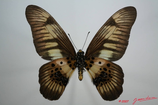 046 Lepidoptere (FV) Papilionidae Graphium latreillianus theorini 7EIMG_0211WTMK.JPG